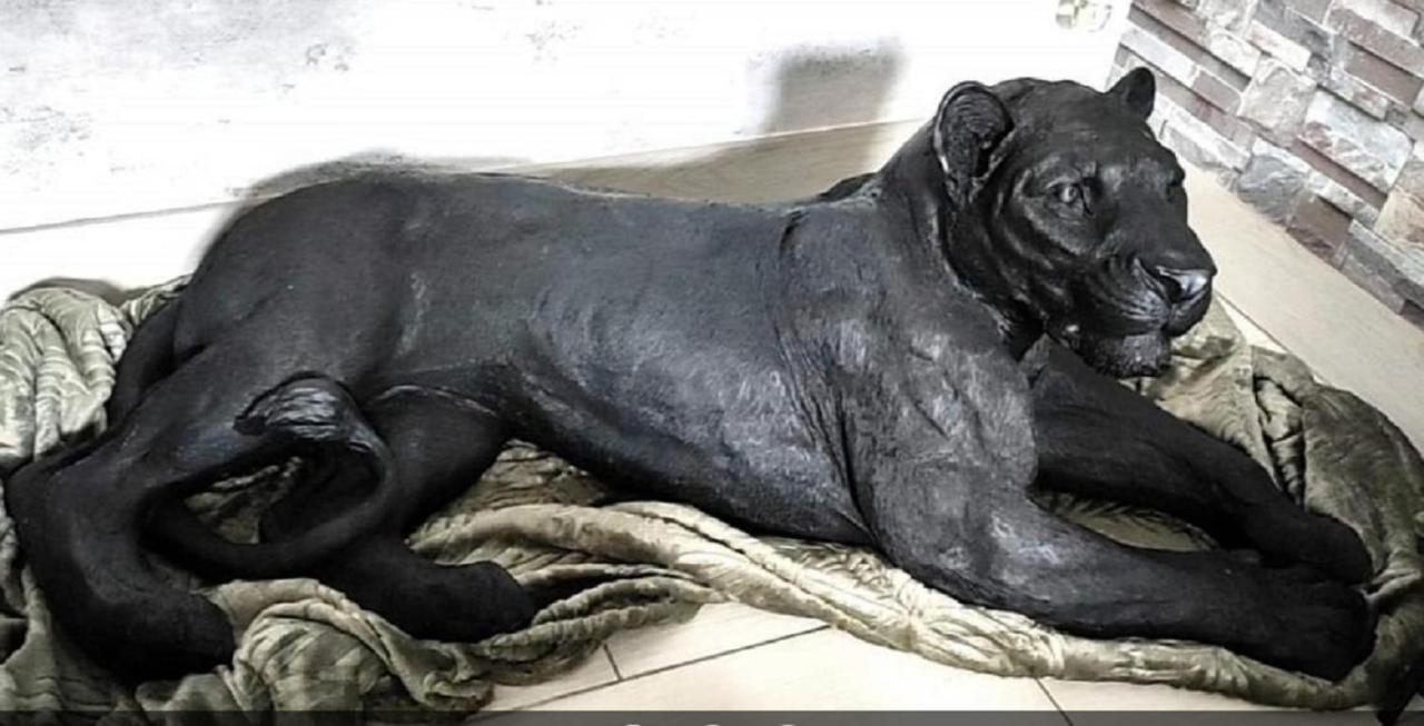 Zoologite Saint-Aignan  Zewnętrze zdjęcie